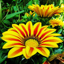 50X GAZANIE GAZANIEN GAZANIA SONNENBLUME ASTER ASTERN G6Z8 HERRLICH-LEUCHTE S1P5