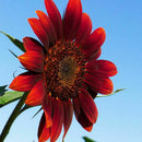 15x Samen Rot Sonnenblume Abendrot Abendsonnen HELIANTHUS ANNUUS-Red X9H4 R0A3