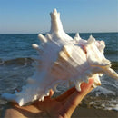15-16M Queen Nautical Shells Conch Natural Seashell Beach Ocean Home Decora