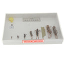 Lifecycle of a Locust Specimens Taxidermy Framed Collectible, 7.5x5x1.2inch