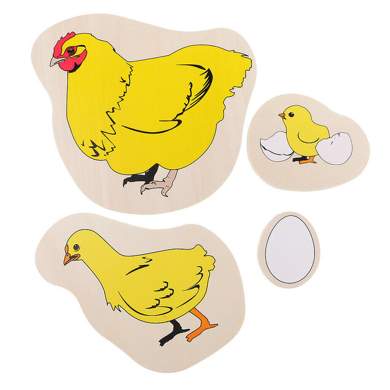 Montessori Materials The Evolution Process Of Hens For Kids Early Education