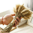 20PCS Bunny Tails Lagurus Ovatus Grass Dried Flower For Home Wedding DIY Decor