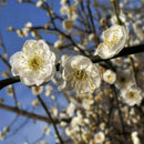 10pcs seedsHITE PRUNUS ( PRUNUS MUME )Bonsai SeedsDecor: X0D7