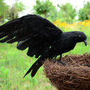 Realistic Feathered Crow Decorative Birds Raven Statue Halloween Lawn Decor