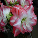 Beautiful 2 Bulbs Plants Elvas Double Amaryllis HIPPEASTRUM Elvas Amarylli Q7Y9