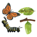 Life Cycle of Butterfly - Includes Egg, Larva, Pupa, and Butterfly - Educational