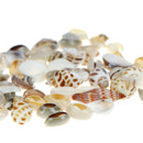 Conch Natural Craft shell Aquarium Fish Tank Landscape Home Decor DIY Material3C