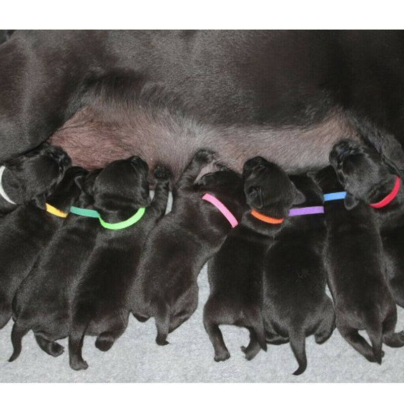 24x Adjustable Reusable Puppy Identification ID Collars Pet Bands
