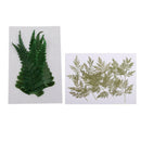 20pcs Handmade Pressed Dried Flowers Plant Leaves for DIY Phone Case Crafts