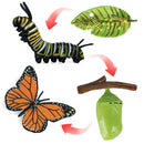 Life Cycle of Butterfly - Includes Egg, Larva, Pupa, and Butterfly - Educational