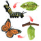 Life Cycle of Butterfly - Includes Egg, Larva, Pupa, and Butterfly - Educational
