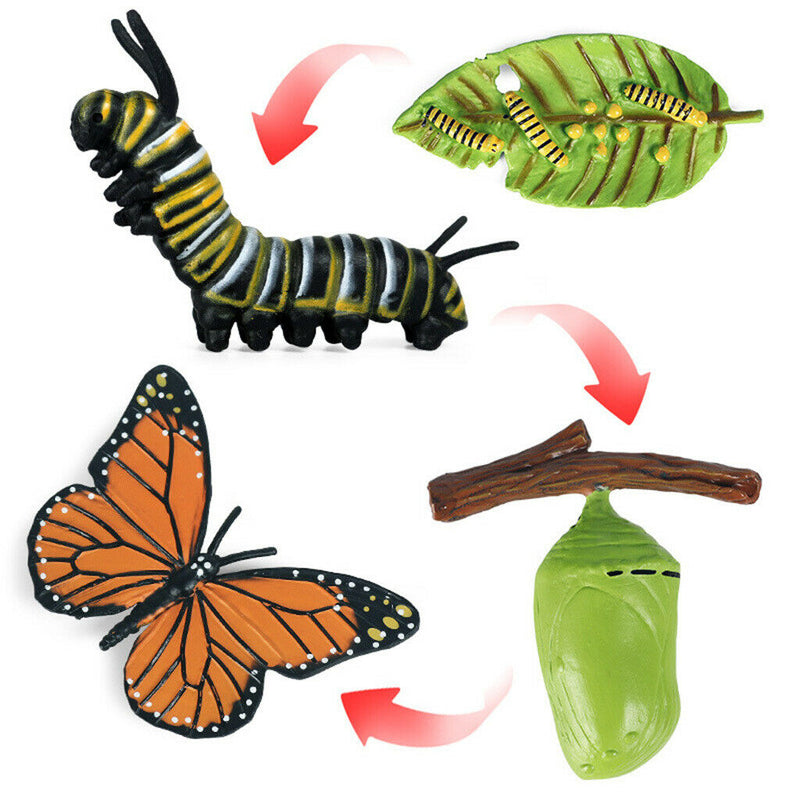 Life Cycle of Butterfly - Includes Egg, Larva, Pupa, and Butterfly - Educational