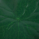 5 Pcs Aquarium Fish Tank Green Lotus Leaf Plastic Floating Decor 5.5" Dia T7K9