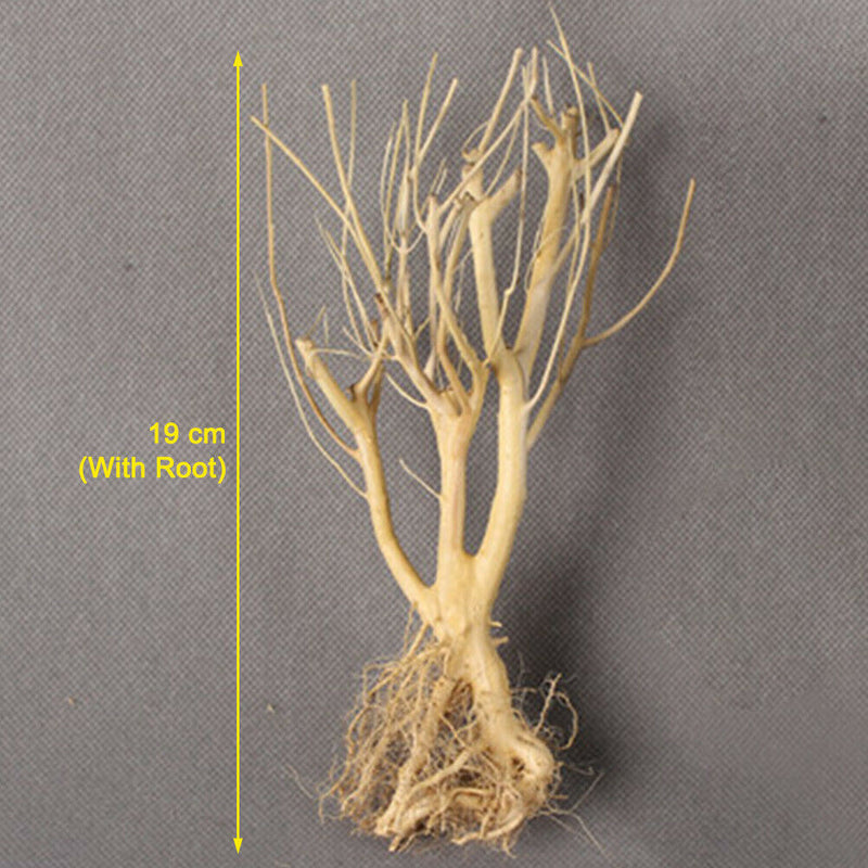 Fish Tanks Terrarium Environments Small Aquarium Driftwood Landscaping Arid Use