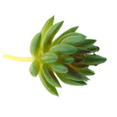 Set of 2 Artificial Succulent Flower Real Touch Simulation Faux Plant 309