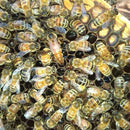 131x Complete Bee Queen Rearing Cupkit Box System Beekeeping Cage Cell Cup TDW
