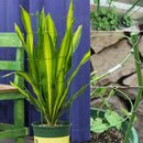 3 Rings Climbing Plant Support Conical Cage Garden Trellis Flowers-Tomato-Stand-