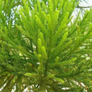 50pcs Lot Arborvitae Cypress Cupressus Sempervirens C1L3 Tree Pine Garden: H4R0