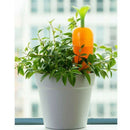 Automatic Watering Device, Carrot Design, Plant Waterer, Slow Release Drip, Self