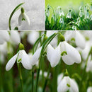 200X Galanthus Nivalis Common Snowdrop Flower Freezing Home V8T2 BI Plants S7J5