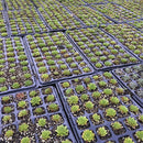 200Cells Seedling Growing Cases Germination Plant Propagation Nursery Seed TraM&