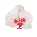 20Pcs Artificial Silk Butterfly Orchid Flower Heads Hair Decor Corsage DIY White