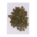 20 Pieces Green Natural Dried Flowers Pressed Leaf Leaves Thalictrum Plants