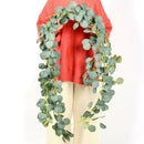 Artificial Eucalyptus Garland Eucalyptus Leaves, Handmade Eucalyptus Vine,  H2L7