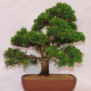 Juniper Bonsai Tree Seeds Purify Air Easy to Grow Office/Home Decoration Supply