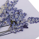 32x Natural Pressed Dried Flowers Muti Species For DIY Jewelry Crystal Soap