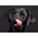 5D Diamond Painting Full Drill Black Dog DIY Cross Stitch Pictures (WB026)