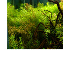 Aquarium Fish Tank Background Poster Grass Landscape Decor 61x30cm