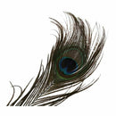 50pcs Natural Peacock Tail Feathers (Big Eyed) about 26-30cm