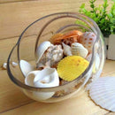 Aquarium Fish Tank Beach Nautical Shells Bulk Approx Sea Shell Photography! Gift