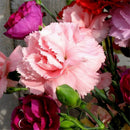 Beautiful Carnation Seeds LJerennial flower Dianthus Caryophyllus Clove SeedLJ