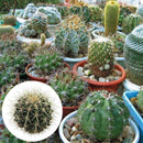 100pcs Cactus mix (A mixture of varieties) indoor Flower Home E3D6 S K2D9 G M6C2