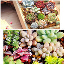 300pcs Mixed Succulent Seeds Lithops Living Stones Plants Cactus Home Beauty New