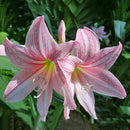 Beautiful 2 Bulbs Plants Elvas Double Amaryllis HIPPEASTRUM G5X6 Amarylli E G5A5