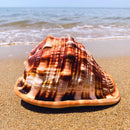 Natural Bull's Mouth Conch Shell Coral Sea Snail Fish Tank Adorn Home Orname_