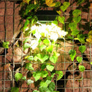 Solar Outdoor Wall Light Waterproof 12 LED Garden Street Lamp (White Light)