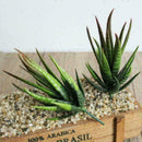 Artificial Succulents Craft Floristry Decoration Plastic Plants Aloe Simula F5L6