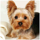 5D Full Round Drill Diamond Painting Dog diy Embroidery Animal Decor (281)