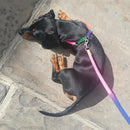 Pet Puppy Matching Nylon Harness Collar & Lead Set Leash Adjustable Rainbow