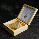 Trilobite Fossils Collection in Box Fossils Millions of Years Old!
