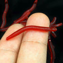200Pcs Soft Plastic Red Earthworm Fishing Bait Scent Worm Lures Hooks Tack NDR