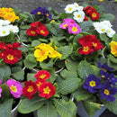 50pcs Primrose Seeds Garden Decor Flower fragrant DIY Home Garden hardy Plant SP