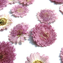 20Pcs Pressed Flowers Petals Real Natural Dried Flower for DIY Floral Decor