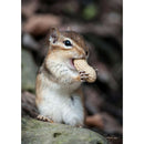5D DIY Full Drill Diamond Painting Squirrel Cross Stitch Mosaic Kit (QF116)