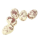 2Pcs Plastic Bird Nest 4Pcs Artificial Birds 10pcs Eggs Nature Craft DIY