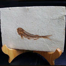 Fish Fossil Real From Western Liaoning China 150 Million Years Ago Lycopter O7C4